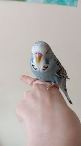 Виставковий хвилястий чех