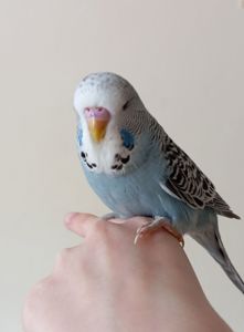 Виставковий хвилястий чех