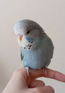 Виставковий хвилястий чех