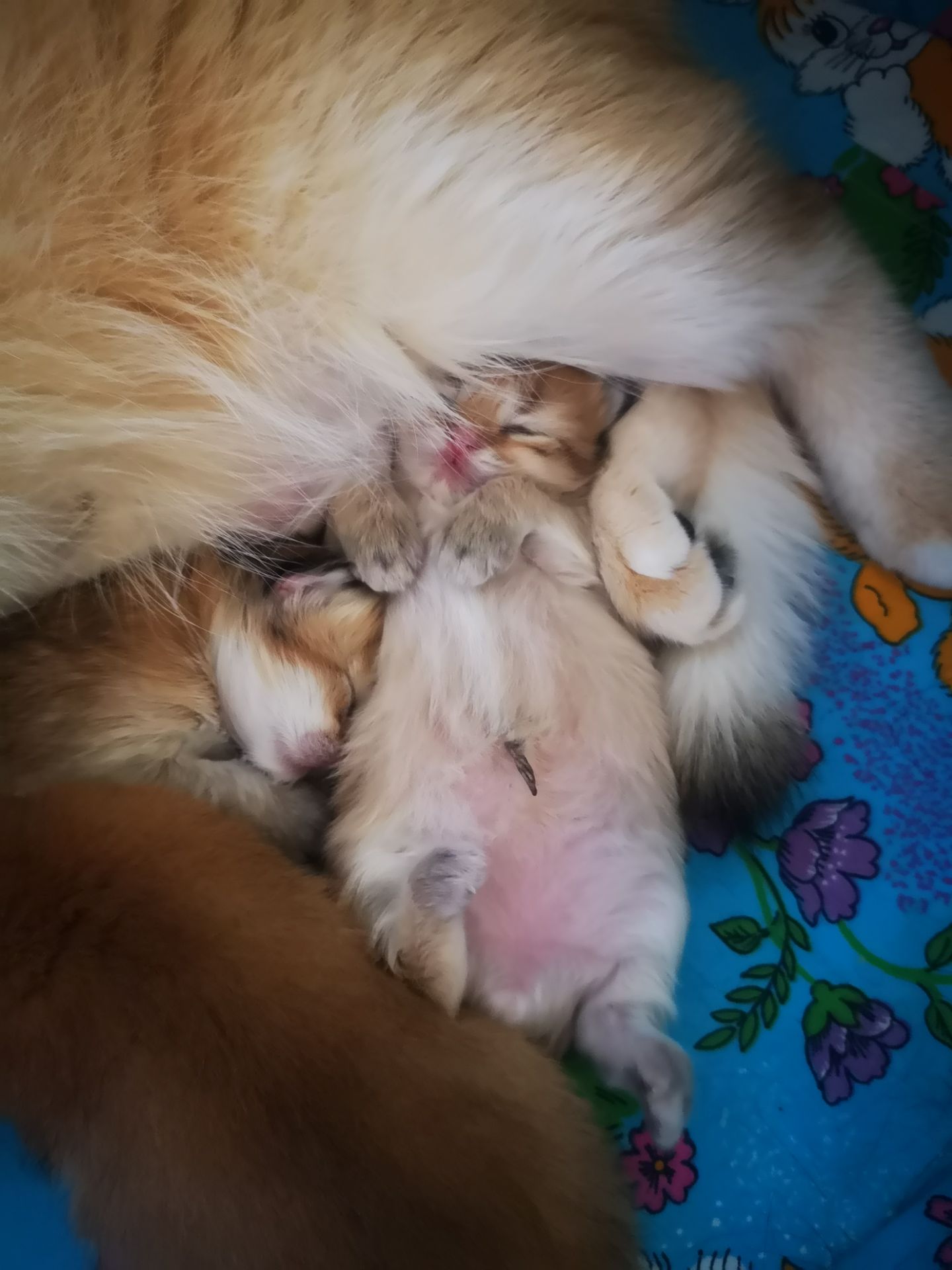 Котята британской золотой шиншиллы