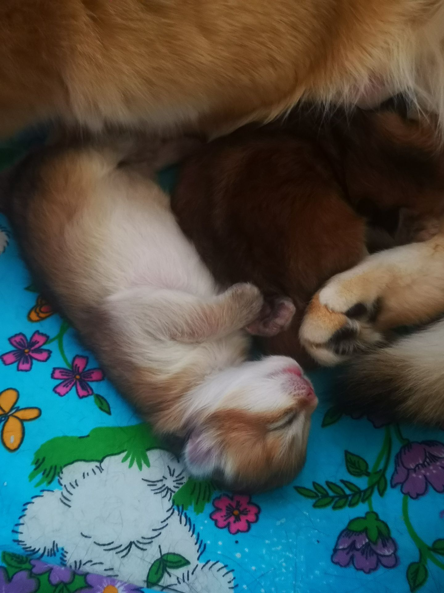Котята британской золотой шиншиллы