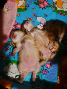 Котята британской золотой шиншиллы