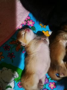 Котята британской золотой шиншиллы