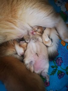 Котята британской золотой шиншиллы