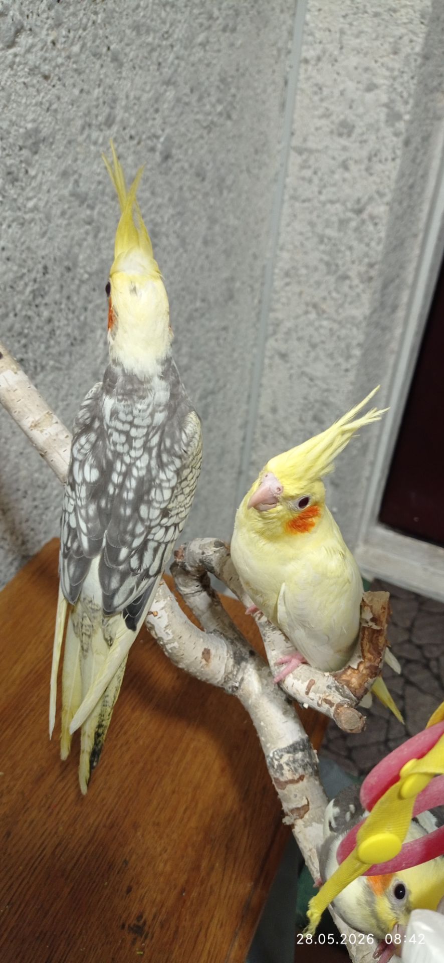 Корела (ручні малюки)