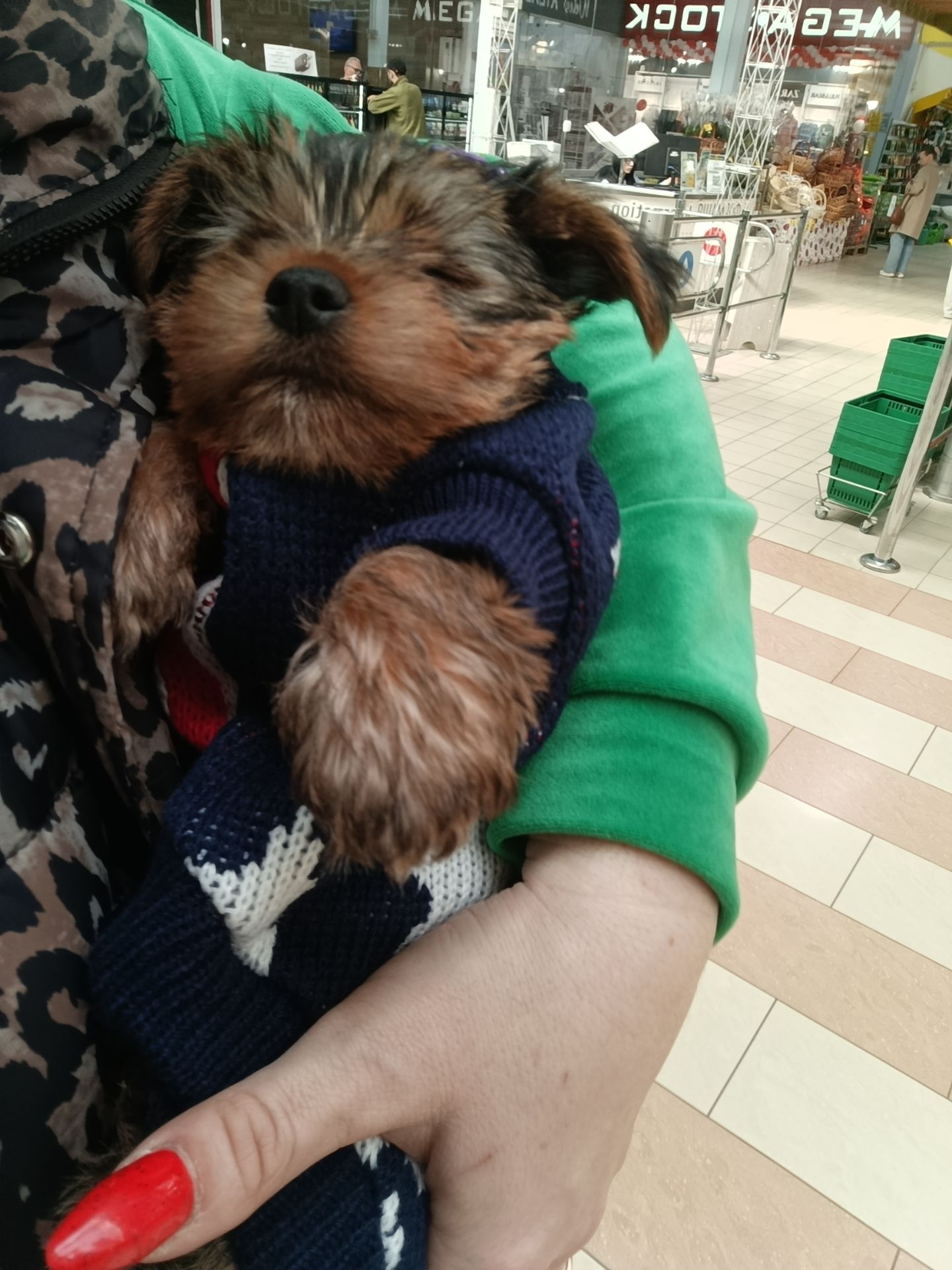 Продам цуценя