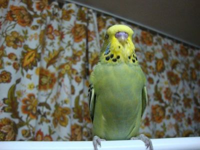 Чехи Выставочные волнистые птенцы