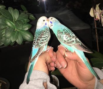 Волнистые попугайчики с клеткой питомник