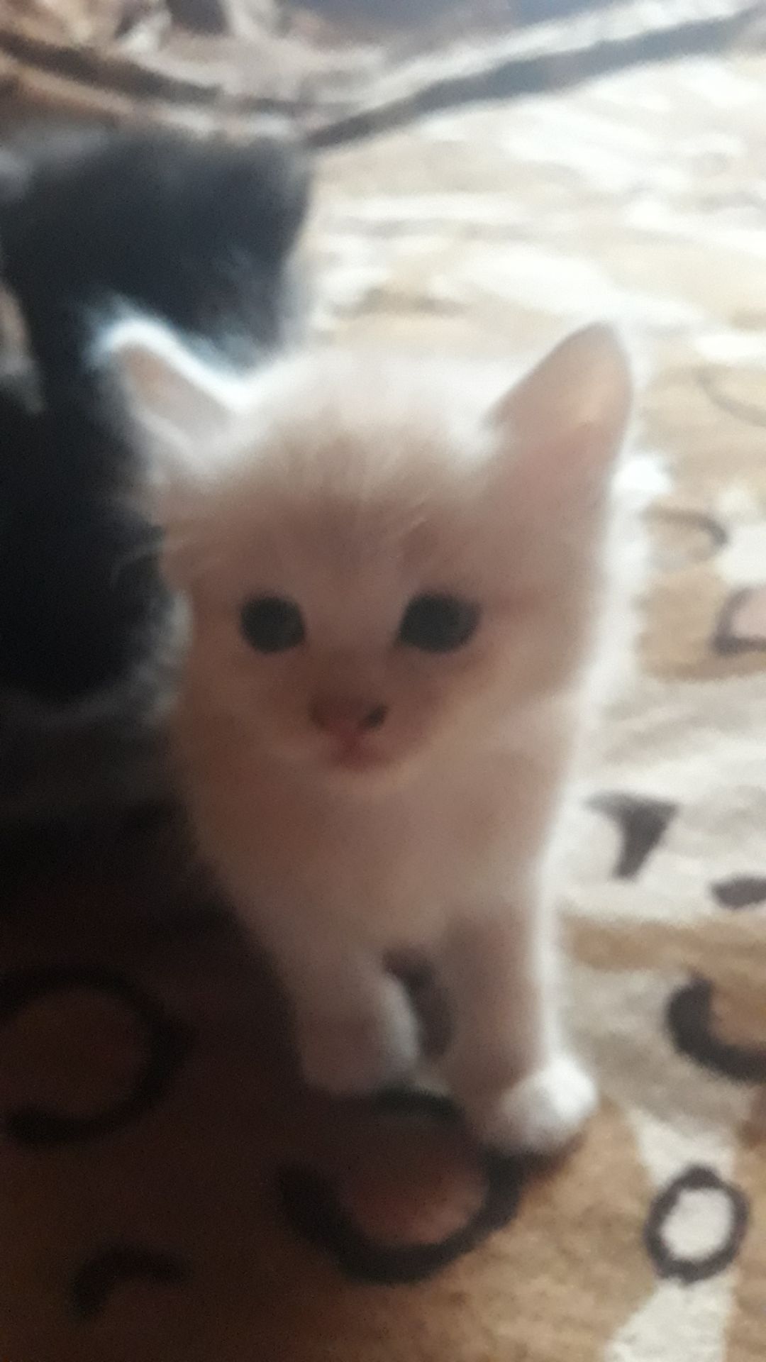 Котята