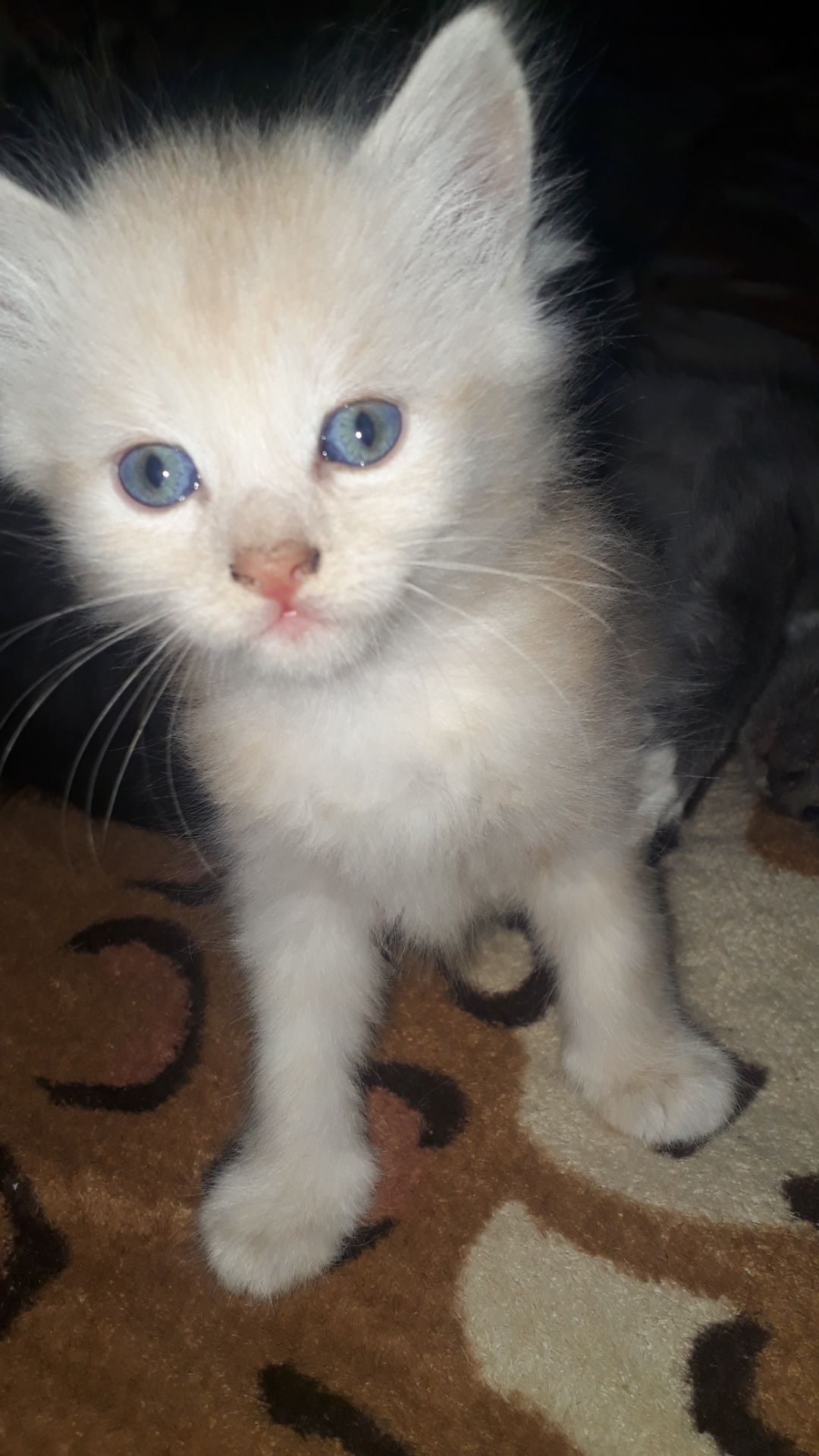 Котята