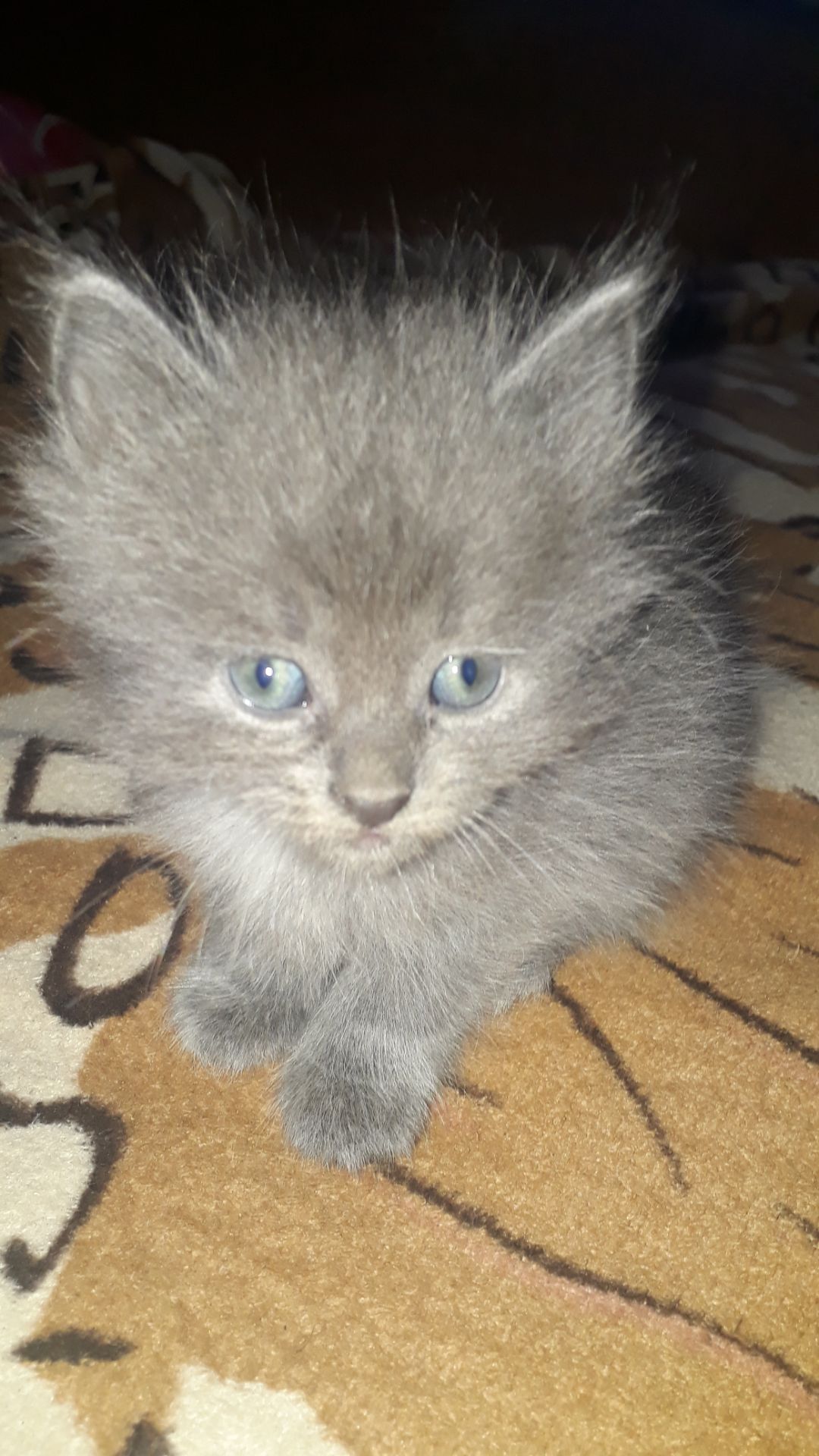 Котята