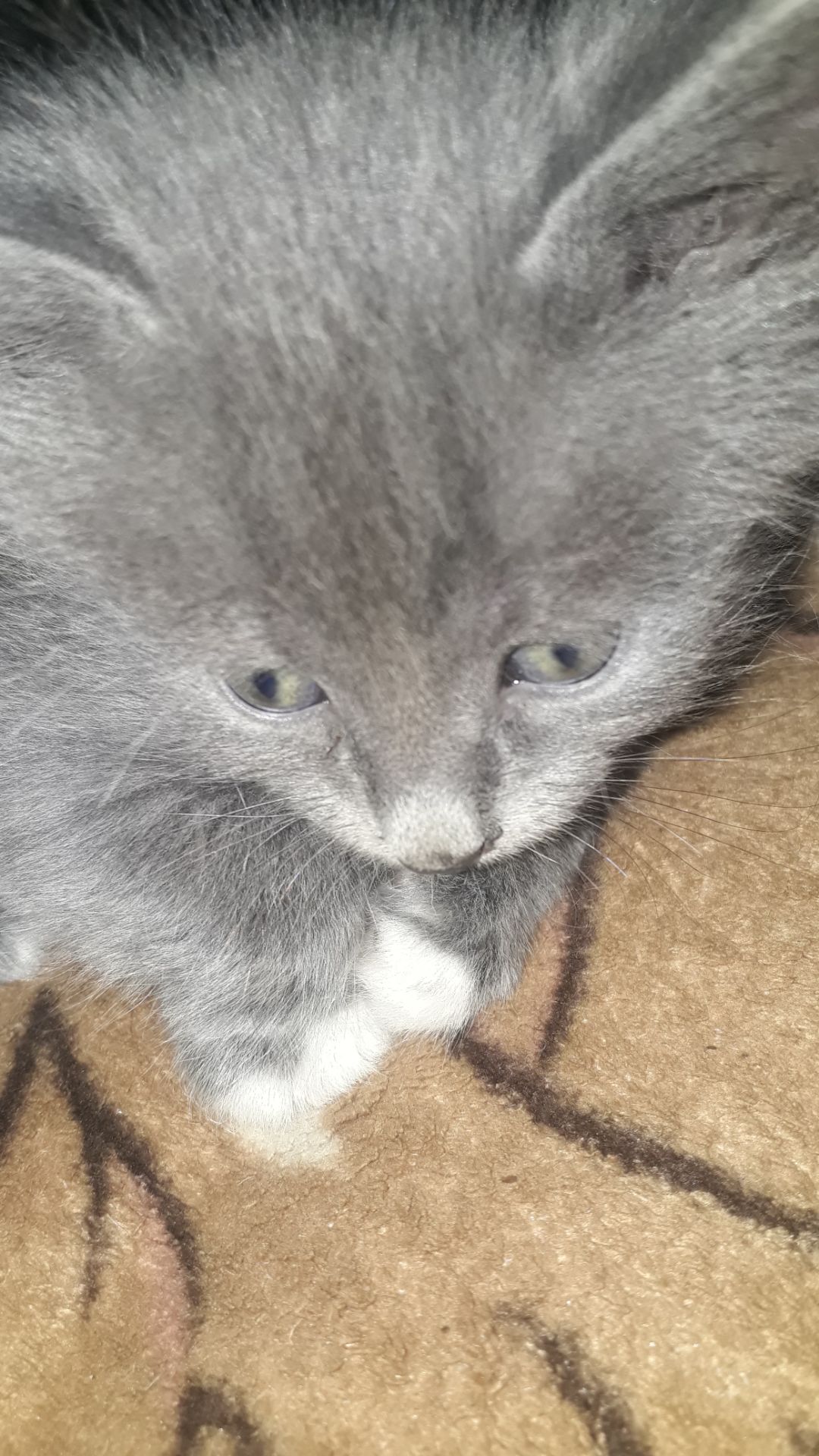 Котята