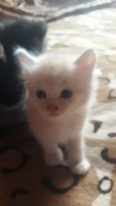 Котята