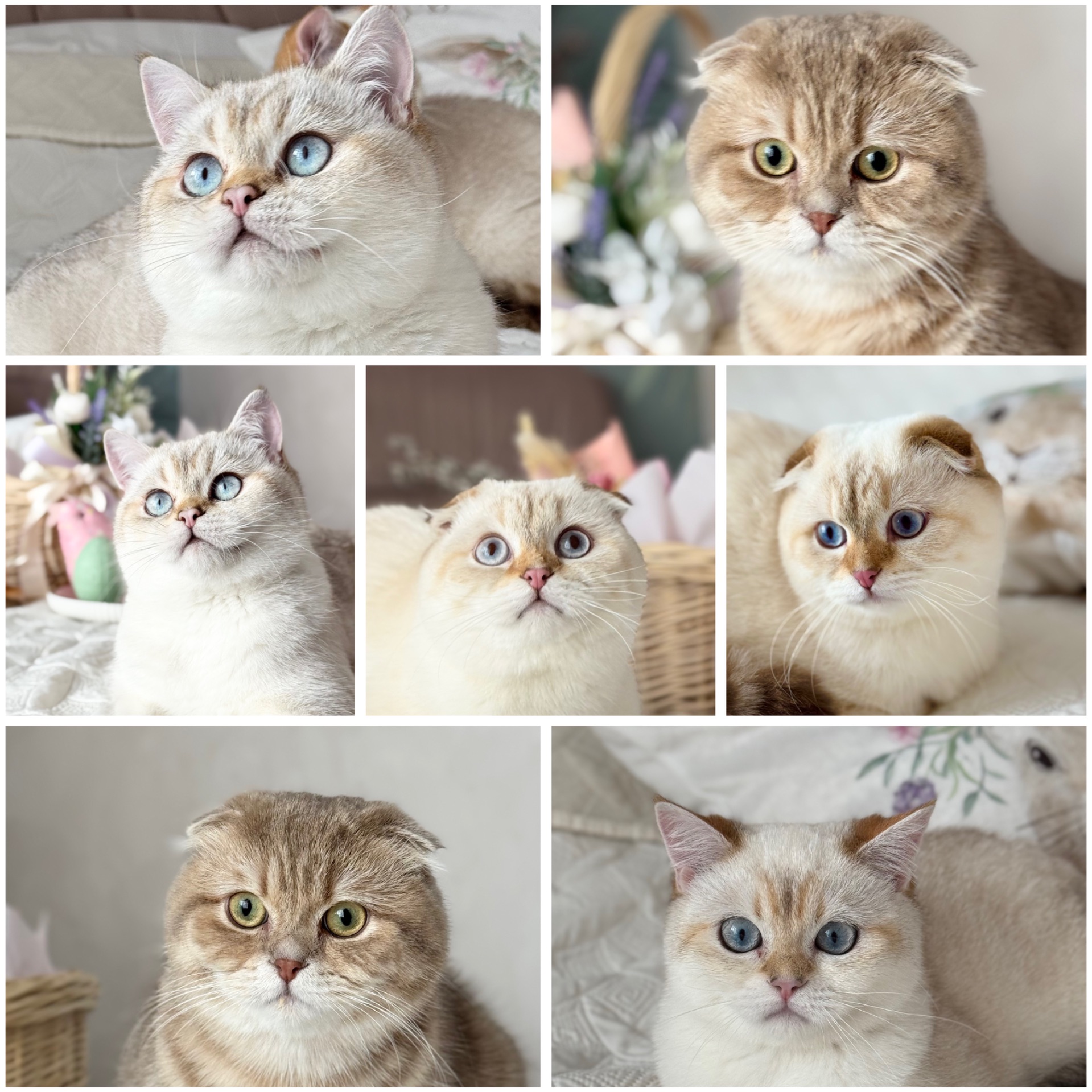 Кошенята золотих окрасів