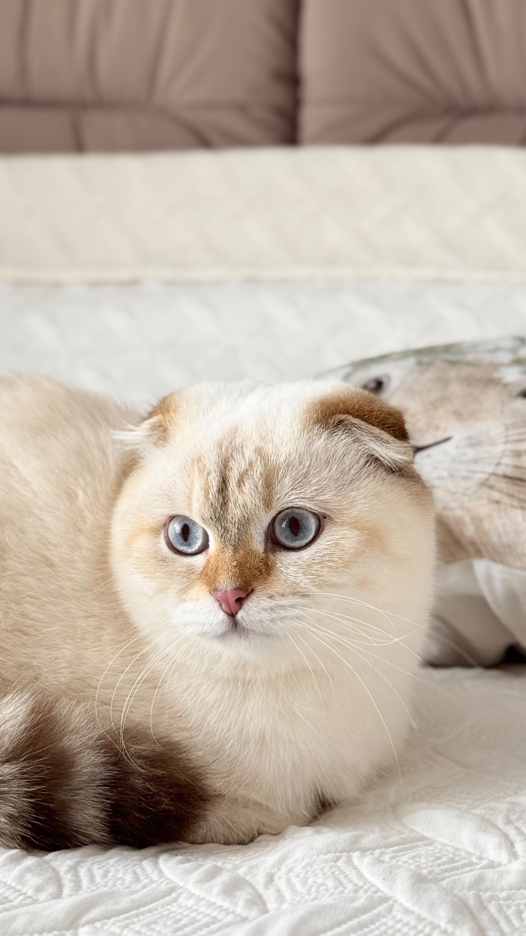 Кошенята золотих окрасів