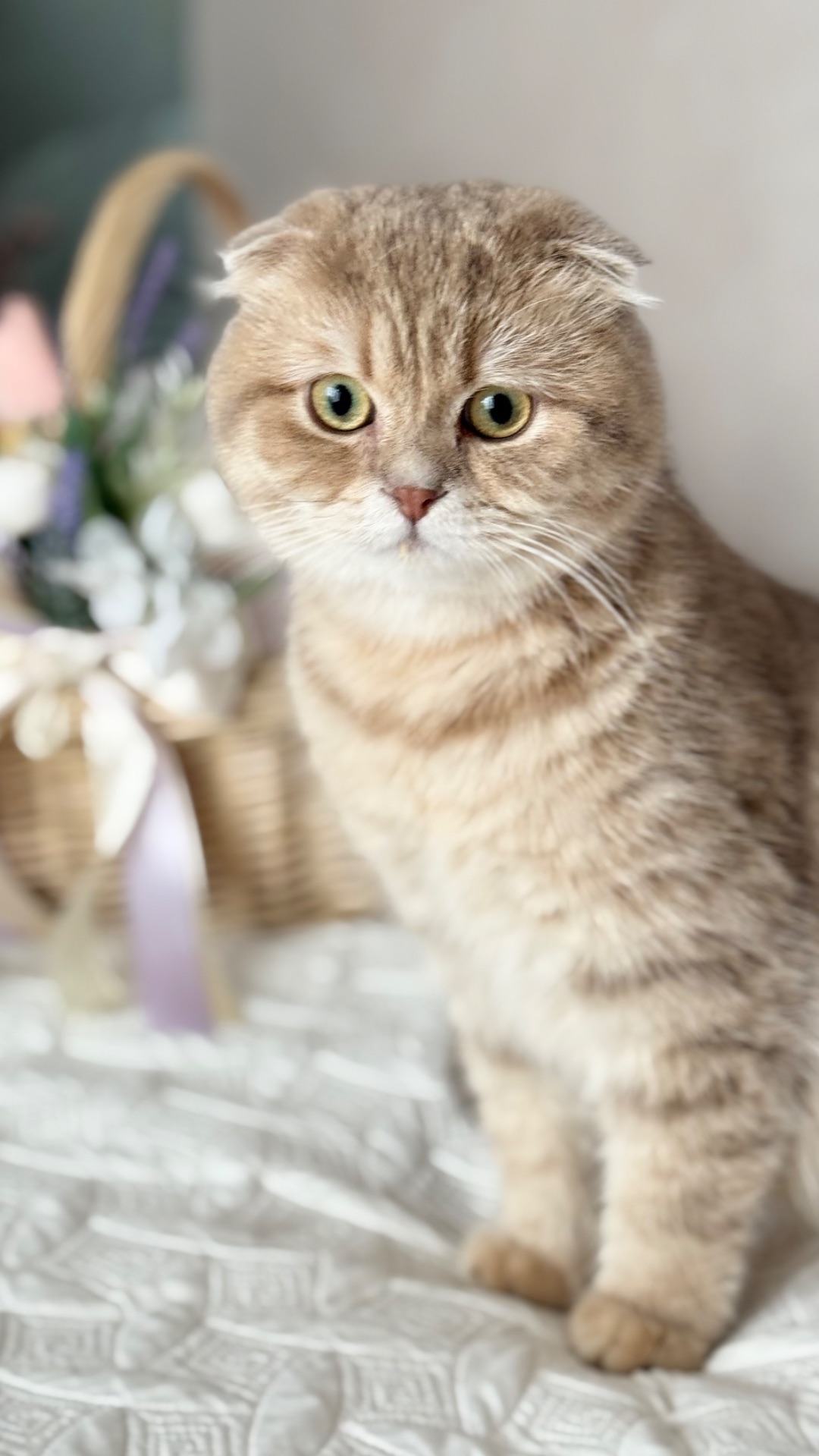 Кошенята золотих окрасів