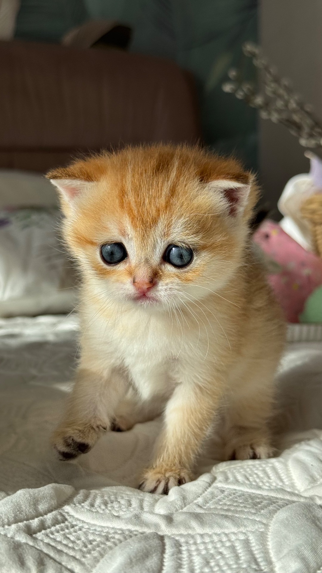 Кошенята золотих окрасів