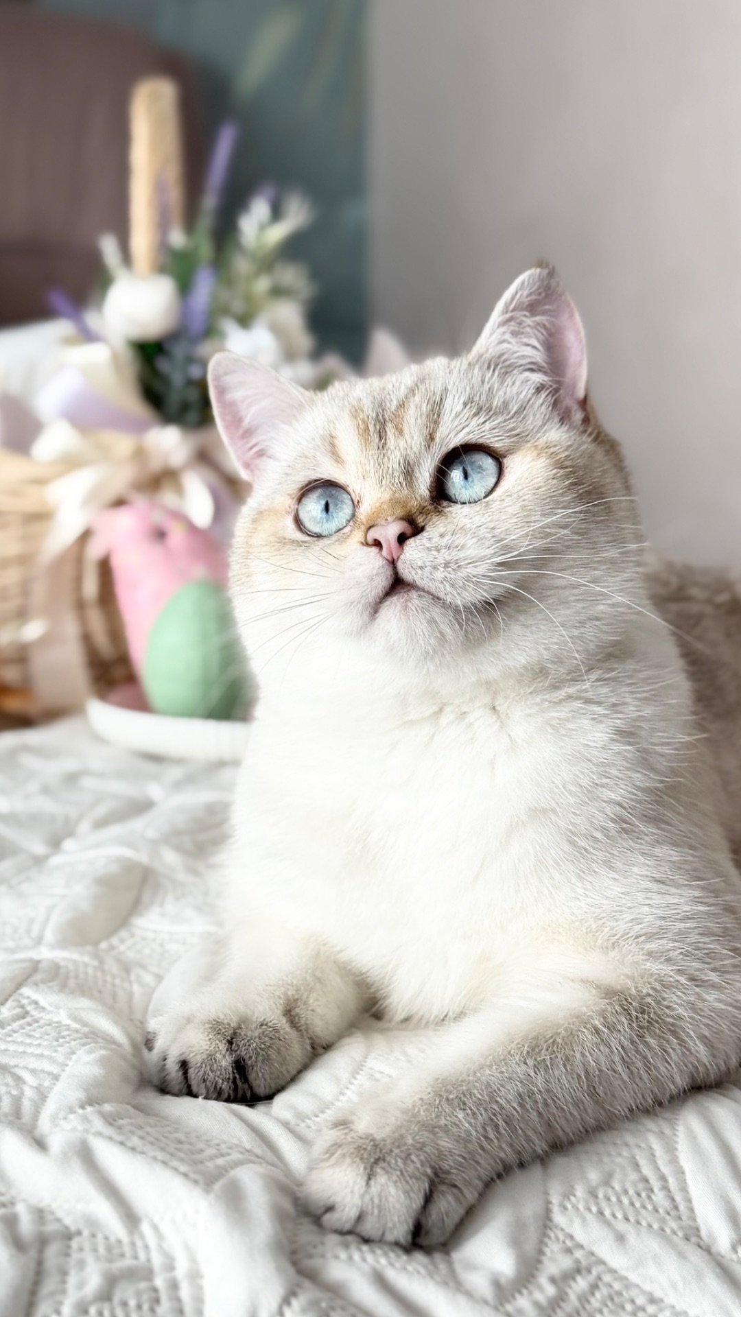 Кошенята золотих окрасів