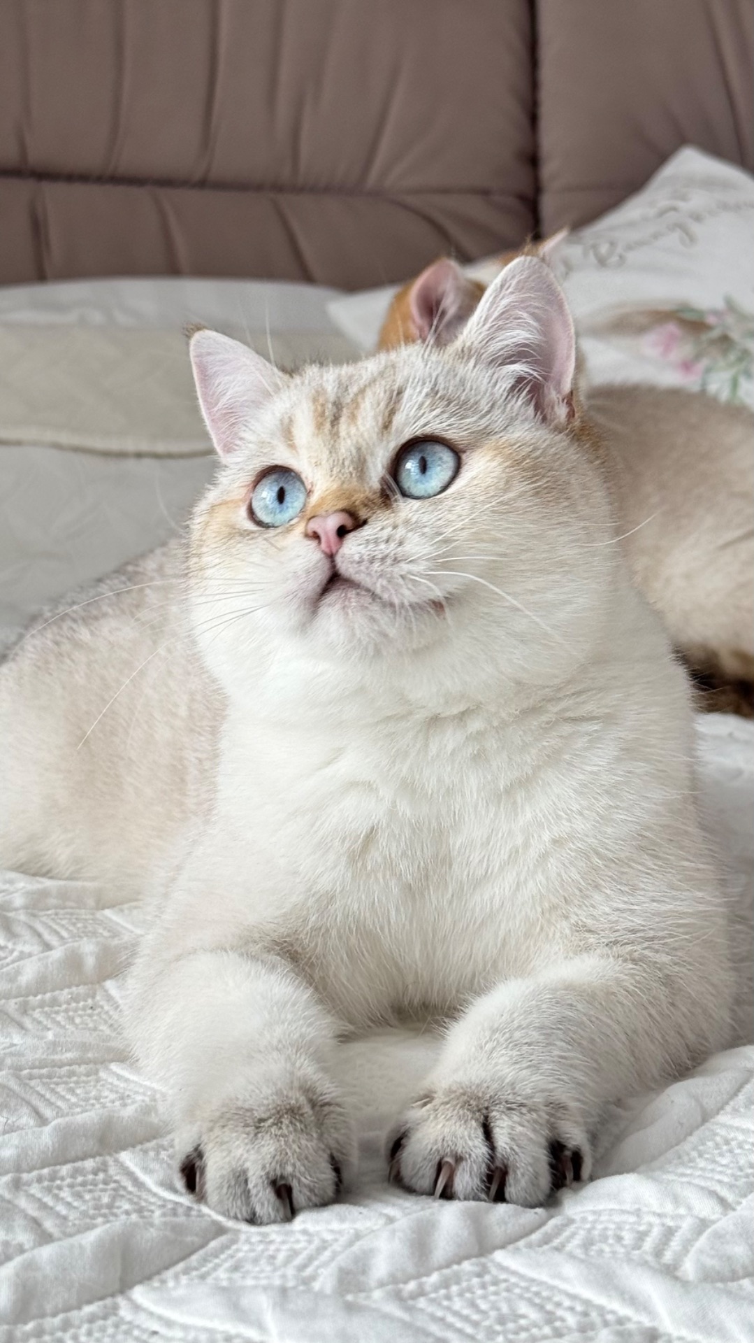 Кошенята золотих окрасів