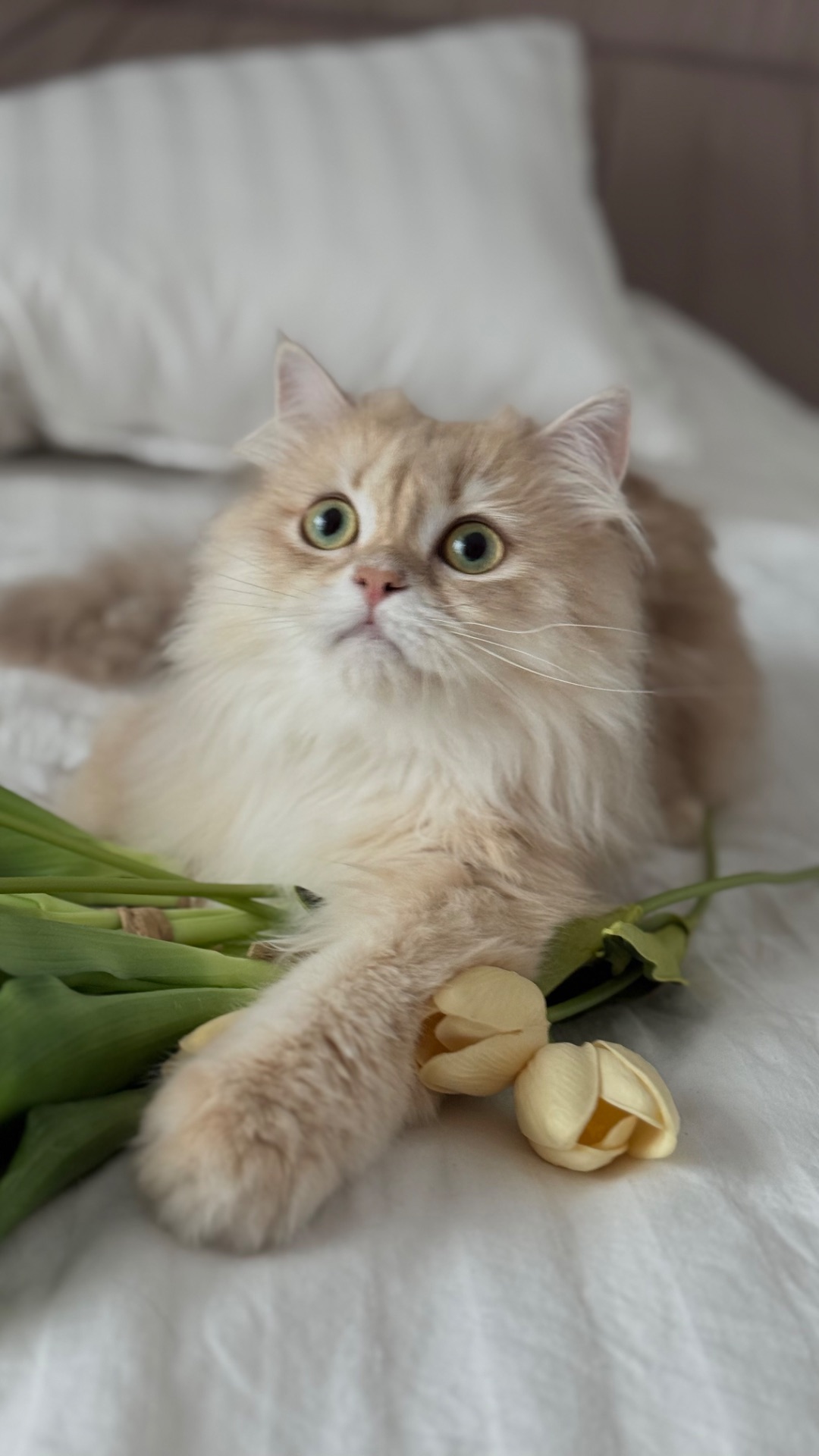 Кошенята золотих окрасів