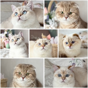 Кошенята золотих окрасів