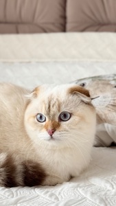 Кошенята золотих окрасів