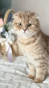 Кошенята золотих окрасів