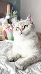 Кошенята золотих окрасів
