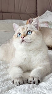 Кошенята золотих окрасів