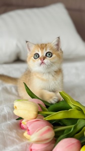 Кошенята золотих окрасів