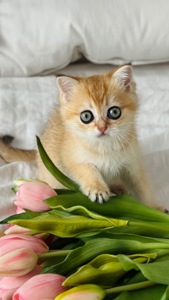 Кошенята золотих окрасів