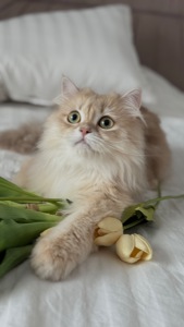 Кошенята золотих окрасів