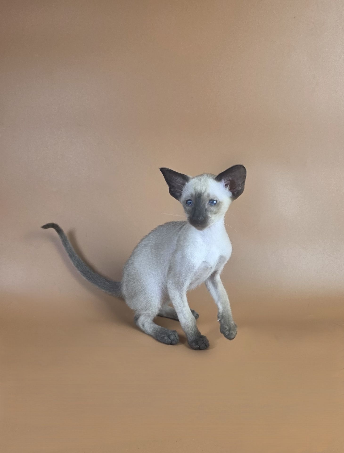 Ориентальный котенок мальчик Wisp cиамский