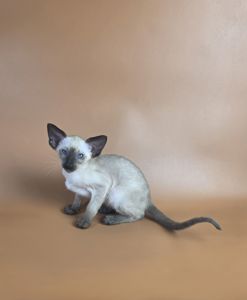 Ориентальный котенок мальчик Wisp cиамский