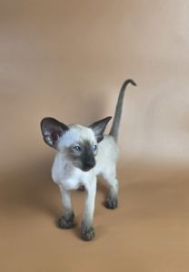 Ориентальный котенок мальчик Wisp cиамский