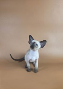 Ориентальный котенок мальчик Wisp cиамский