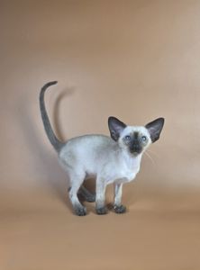 Ориентальный котенок мальчик Wisp cиамский