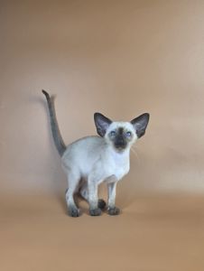 Ориентальный котенок мальчик Wisp cиамский