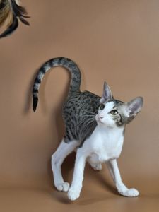 Ориентальный котенок ориентальная девочка Ulya