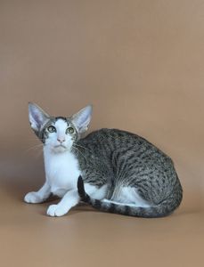Ориентальный котенок ориентальная девочка Ulya