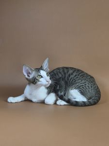 Ориентальный котенок ориентальная девочка Ulya