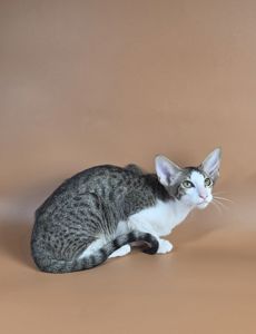 Ориентальный котенок ориентальная девочка Ulya