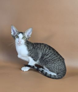 Ориентальный котенок ориентальная девочка Ulya