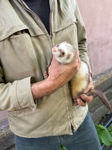 Ручной домашний хорек