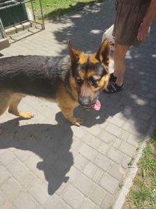Кобель до двух лет