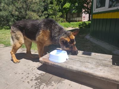 Кобель до двух лет
