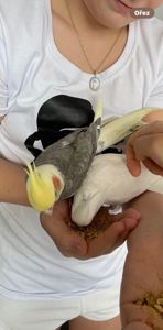 Папуга корела ручні, домашні, корела