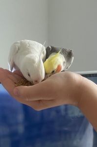 Папуга корела ручні, домашні, корела