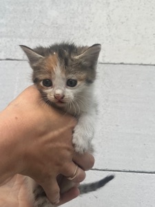 Кошенята в добрі руки
