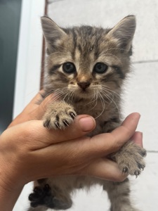 Кошенята в добрі руки